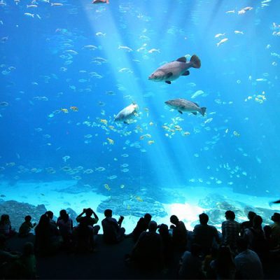 aquarium deep