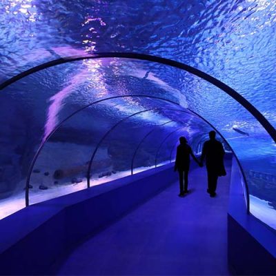 aquarium purple