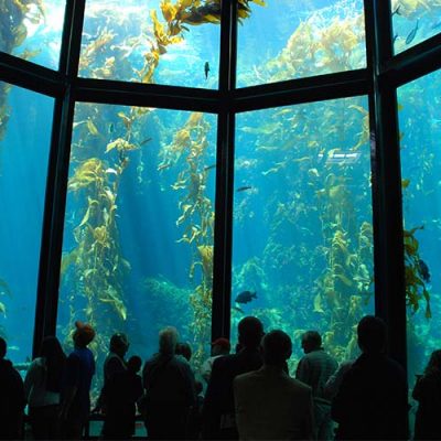 aquarium green