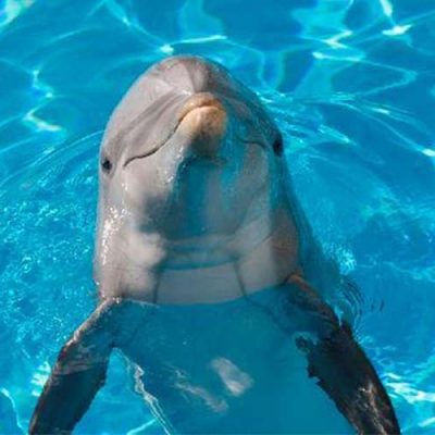 aquarium dolphin