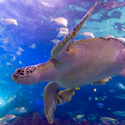 aquarium turtle