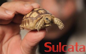 เต่า Sulcata