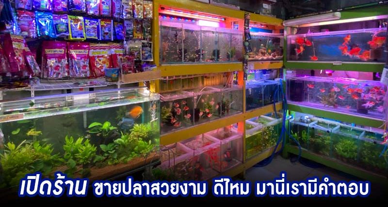 Fish Shop 1
